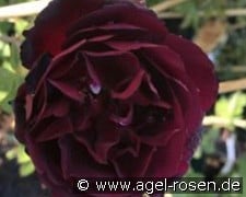 Senegal kaufen, click for more details Senegal