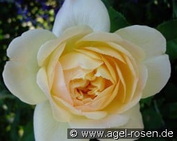 So Much Love - Plant'n'Relax kaufen, click for more details So Much Love - Plant'n'Relax