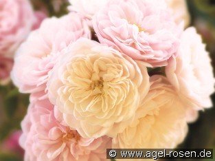 Starlet Rose Alina