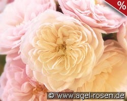 Starlet Rose Alina kaufen, click for more details Starlet Rose Alina