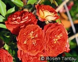 Starlet Rose Carmen kaufen, click for more details Starlet Rose Carmen