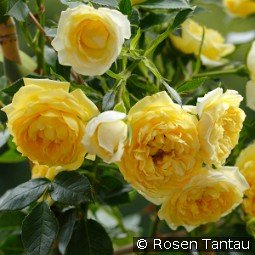 Starlet Rose Elida