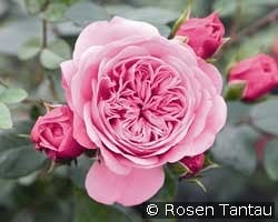 Starlet Rose Eva kaufen, click for more details Starlet Rose Eva