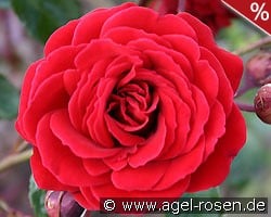 That's Jazz kaufen, click for more details That's Jazz