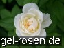 Buy Uetersener Klosterrose