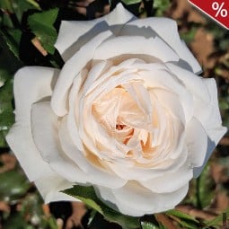 Vanilla kaufen, click for more details Vanilla