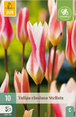 Clusiana Stellata kaufen, click for more details Clusiana Stellata