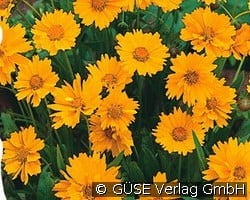 Mädchenauge kaufen, click for more details Mädchenauge