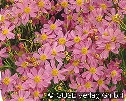 Mädchenauge kaufen, clicken für mehr Details Mädchenauge