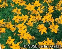 Mädchenauge kaufen, click for more details Mädchenauge