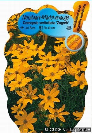 Mädchenauge