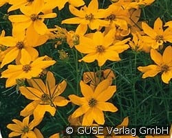 Mädchenauge kaufen, click for more details Mädchenauge