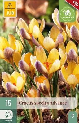 Crocus Advance kaufen, clicken für mehr Details Crocus Advance