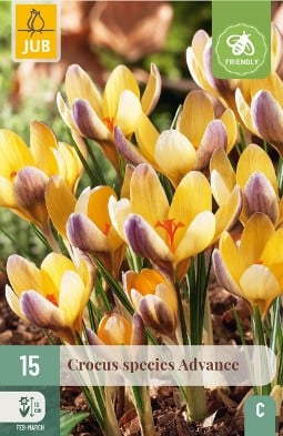 Crocus Advance kaufen, clicken für mehr Details Crocus Advance