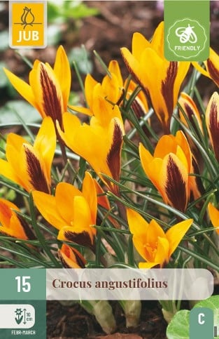 Crocus Angustifolius