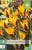 Crocus Angustifolius