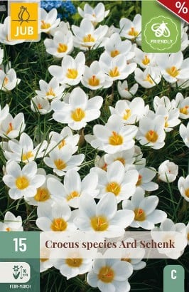 Crocus Ard Schenk