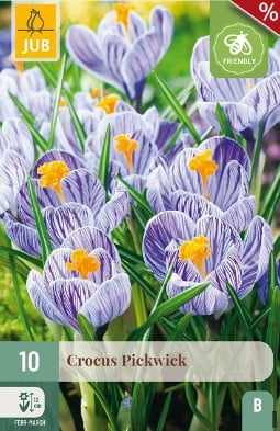 Crocus Pickwick kaufen, clicken für mehr Details Crocus Pickwick