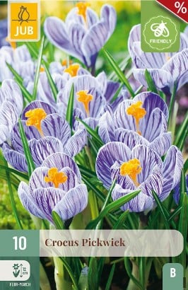 Crocus Pickwick