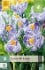 Crocus Pickwick kaufen