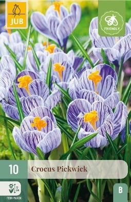 Crocus Pickwick kaufen, clicken für mehr Details Crocus Pickwick