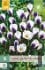 Buy Crocus Prins Claus