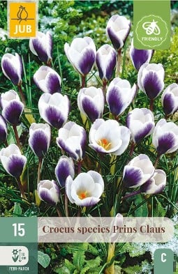 Crocus Prins Claus kaufen, clicken für mehr Details Crocus Prins Claus