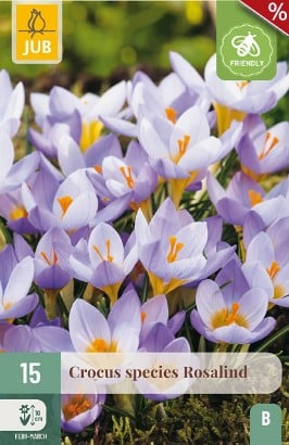Crocus Rosalind
