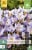 Crocus Rosalind