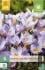 Crocus Rosalind kaufen