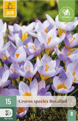 Crocus Rosalind kaufen, clicken für mehr Details Crocus Rosalind