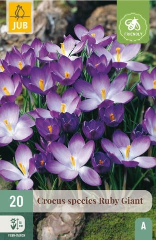 Crocus Ruby Giant