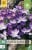 Crocus Ruby Giant