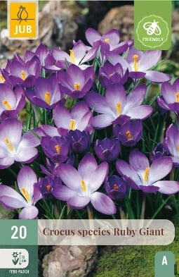 Crocus Ruby Giant kaufen, clicken für mehr Details Crocus Ruby Giant