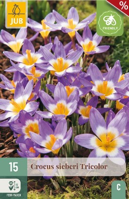 Crocus Sieberi Tricolor