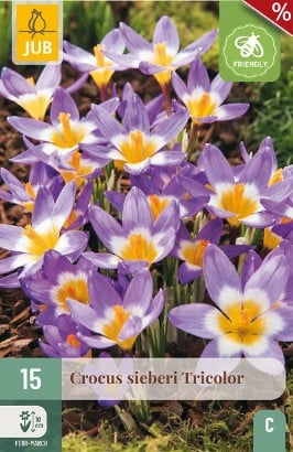 Crocus Sieberi Tricolor