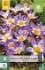 Crocus Sieberi Tricolor kaufen