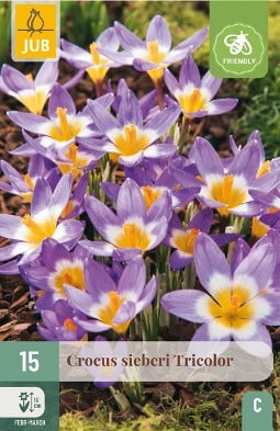 Crocus Sieberi Tricolor kaufen, clicken für mehr Details Crocus Sieberi Tricolor