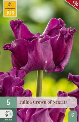 Crown of Negrita kaufen, clicken für mehr Details Crown of Negrita