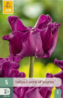 Crown of Negrita kaufen, click for more details Crown of Negrita