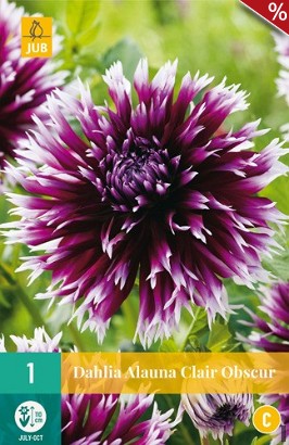 Dahlie Alauna Clair Obscur