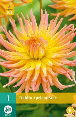 Dahlie Apricot Star