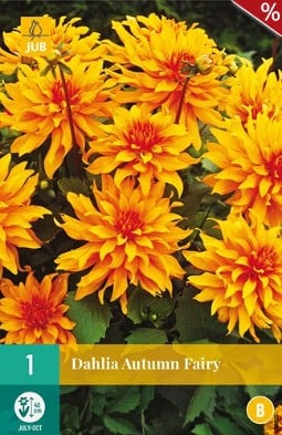 Dahlie Autumn Fairy kaufen, clicken für mehr Details Dahlie Autumn Fairy