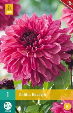 Dahlie Bacardi kaufen, clicken für mehr Details Dahlie Bacardi