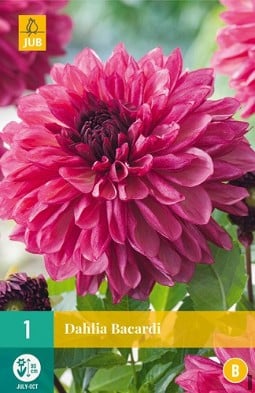 Dahlie Bacardi kaufen, clicken für mehr Details Dahlie Bacardi