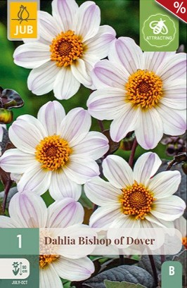 Dahlie Bishop of Dover