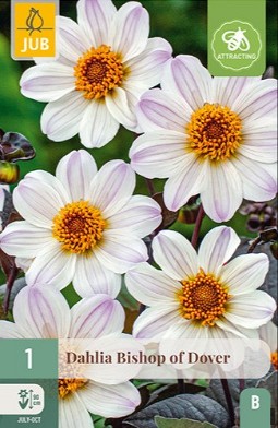 Dahlie Bishop of Dover