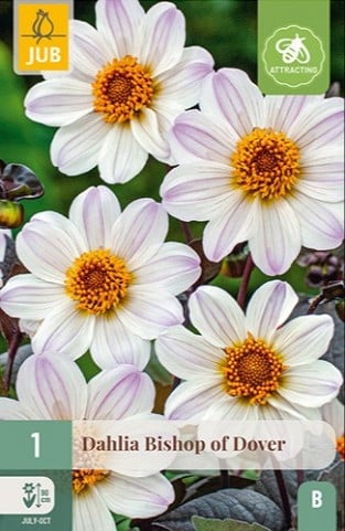 Dahlie Bishop of Dover