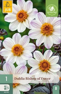 Dahlie Bishop of Dover kaufen, clicken für mehr Details Dahlie Bishop of Dover