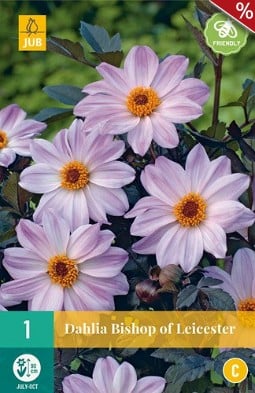 Dahlie Bishop of Leicester kaufen, clicken für mehr Details Dahlie Bishop of Leicester